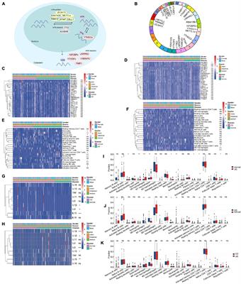 m6A Modification Mediates Mucosal Immune Microenvironment and Therapeutic Response in Inflammatory Bowel Disease